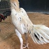 🧡เชิงชนฟาร์ม🦅🪶