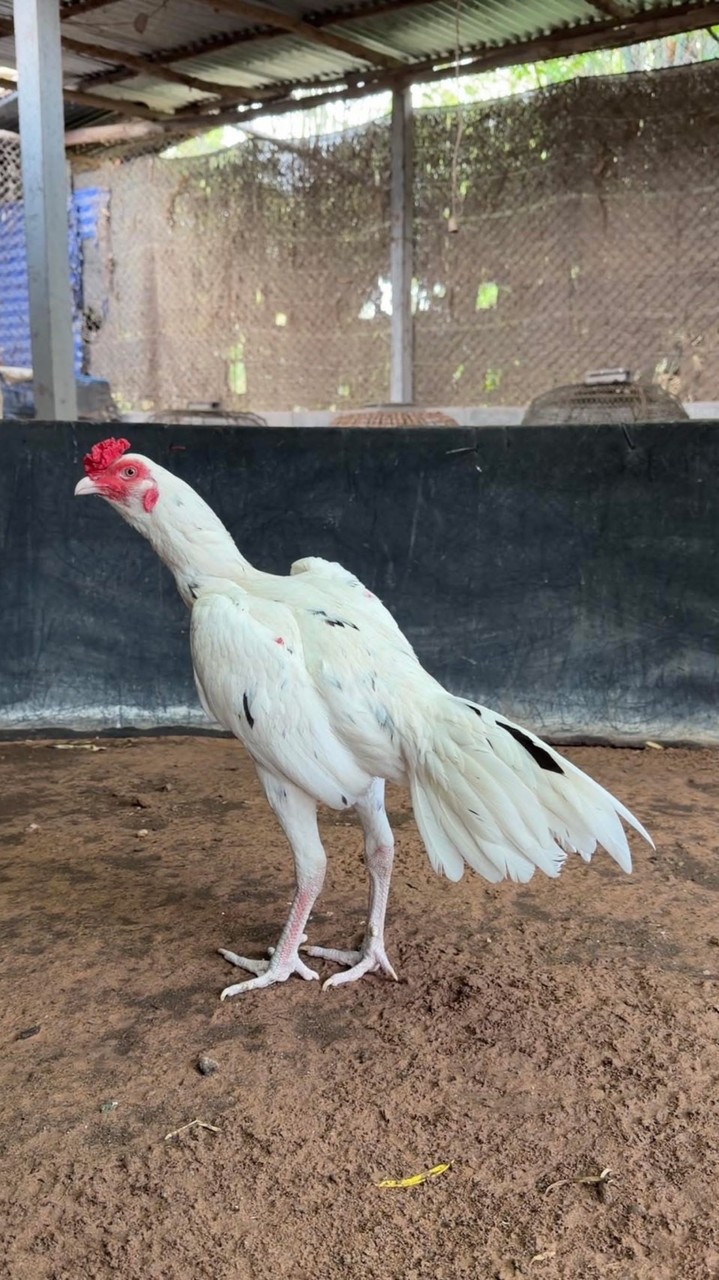 🧡เชิงชนฟาร์ม🦅🪶