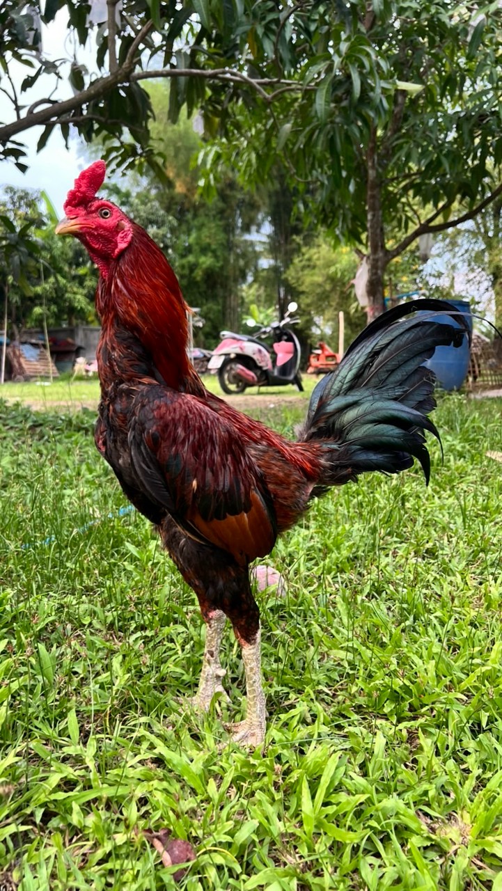 เบนเชียงรายไก่ชนเมืองเหนือ