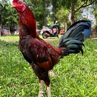 เบนเชียงรายไก่ชนเมืองเหนือ