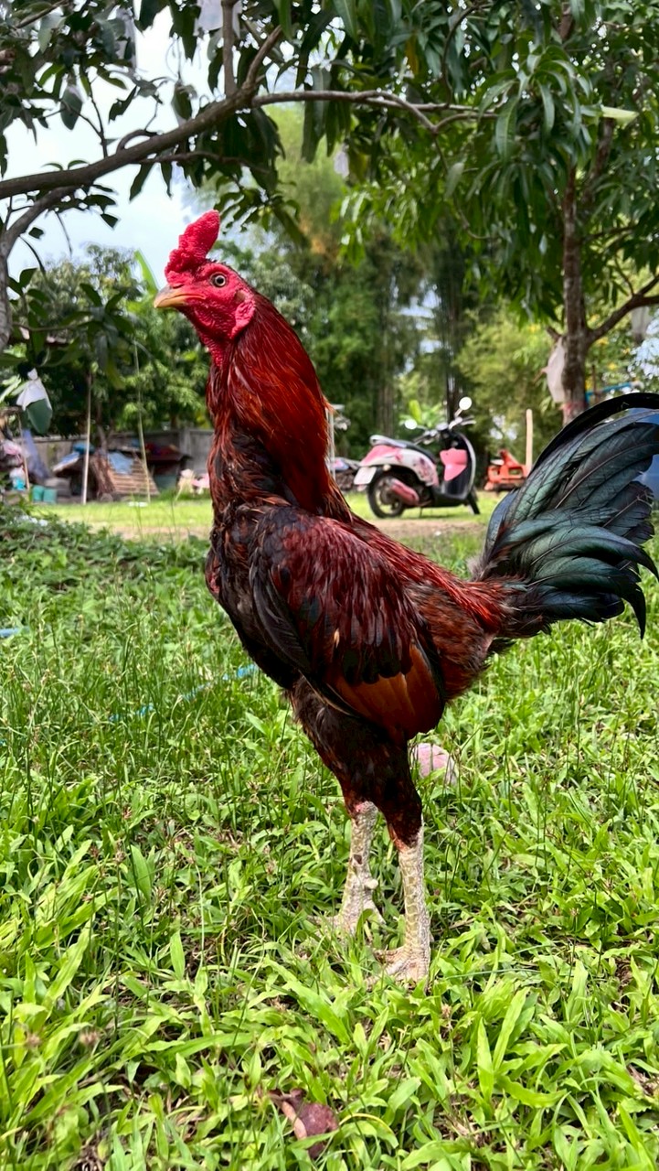 เบนเชียงรายไก่ชนเมืองเหนือ