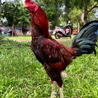 เบนเชียงรายไก่ชนเมืองเหนือ