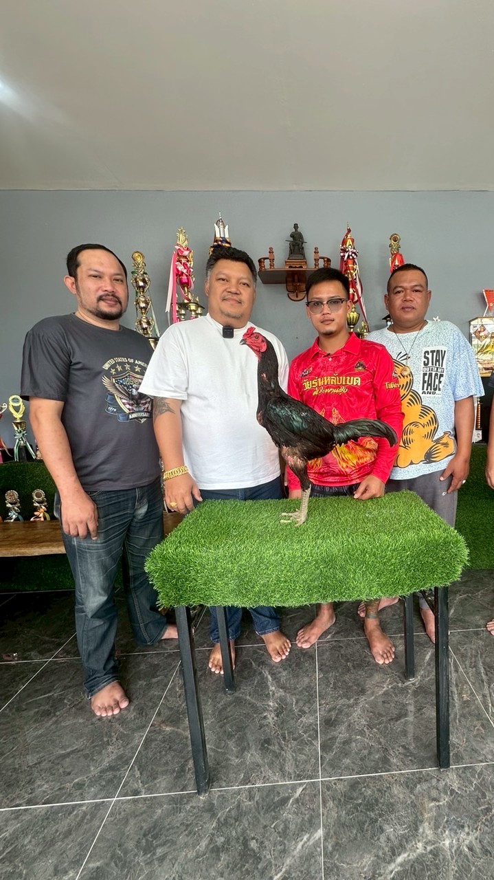 สงวนทรัพย์ฟาร์ม ไก่ชน&วัวงาม