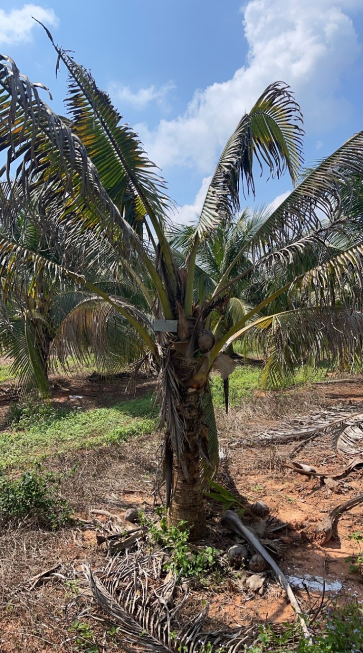 Secret Agent Coconut Garden