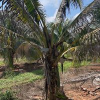 Secret Agent Coconut Garden