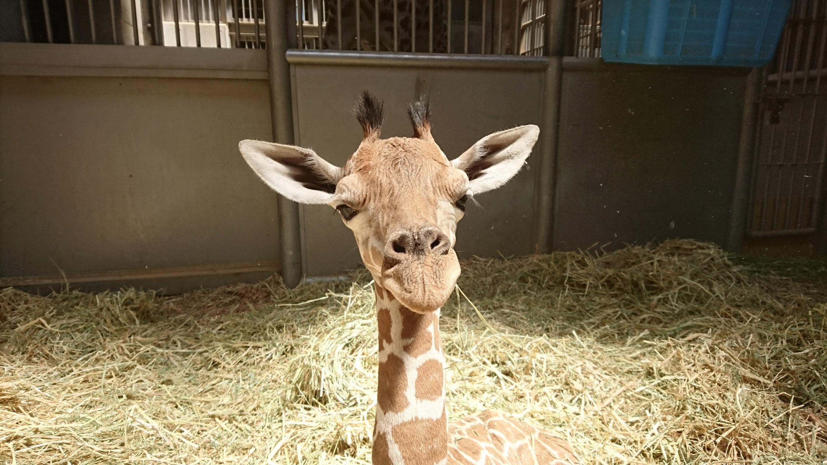 数字で読み解く動物の不思議 キリンの角は2本ではなく5本だった ウォーカープラス