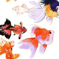 🐋 บ้านปลาของฉัน 🐬( Official )