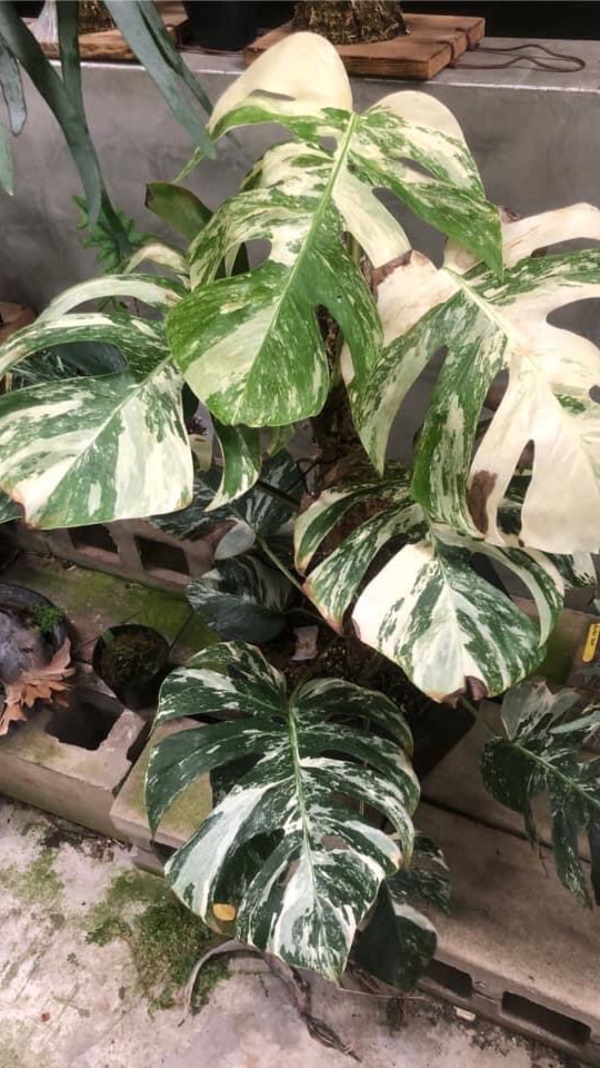 觀葉植物世界