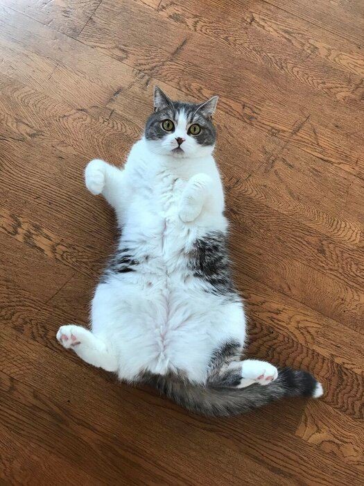 おうち時間を楽しむなら洋服も可愛く 猫パーカー