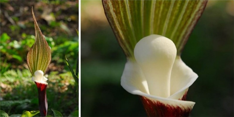 濡れると透明になる花 見られるのは雨や霧の日だけ