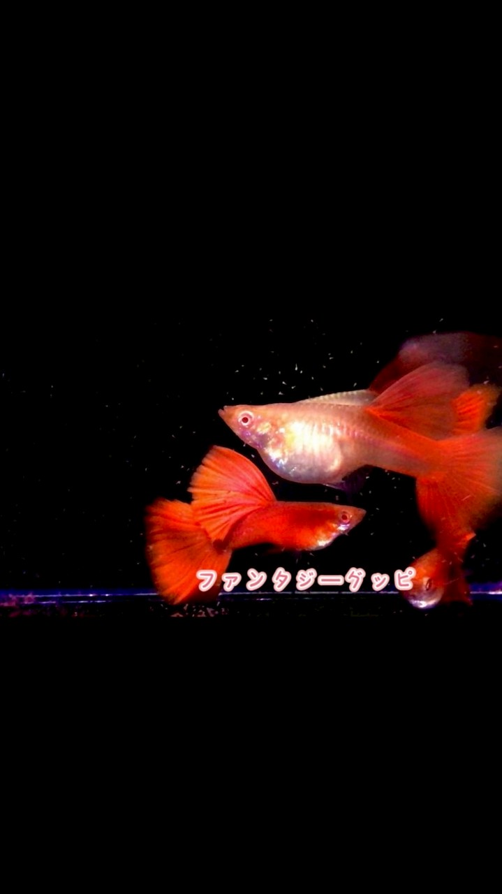 孔雀魚、小型觀賞魚坊
