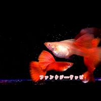 孔雀魚、小型觀賞魚坊
