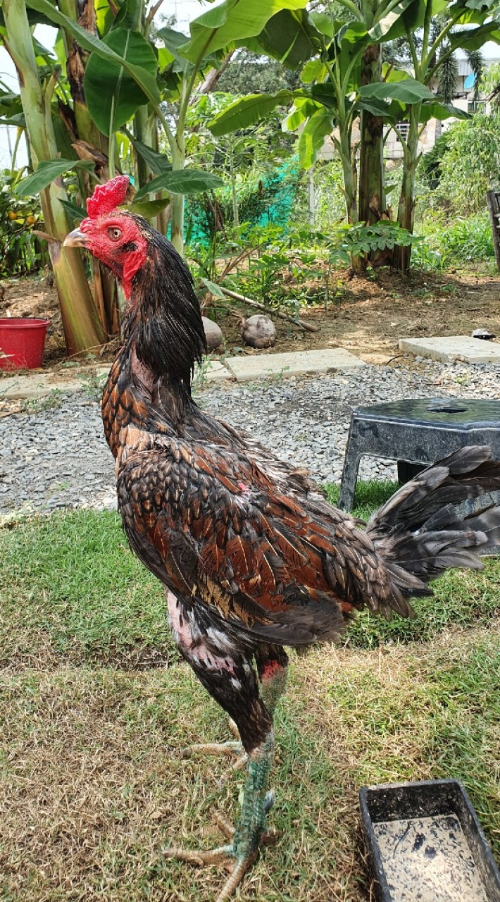 ส รุ่งเรือง ฟาร์ม ขายไก่มีตำหนิ ไก่ชนพม่าสายเลือดเงินล้าน