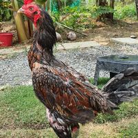 ส รุ่งเรือง ฟาร์ม ขายไก่มีตำหนิ ไก่ชนพม่าสายเลือดเงินล้าน