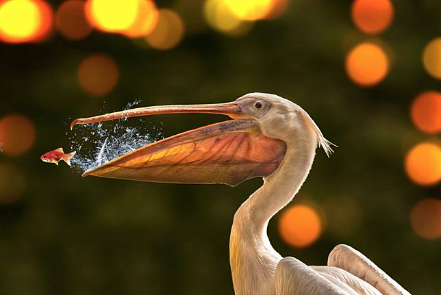 Cuma Fotografer Handal & Beruntung yang Bisa Dapat 12 Foto Keren Ini!