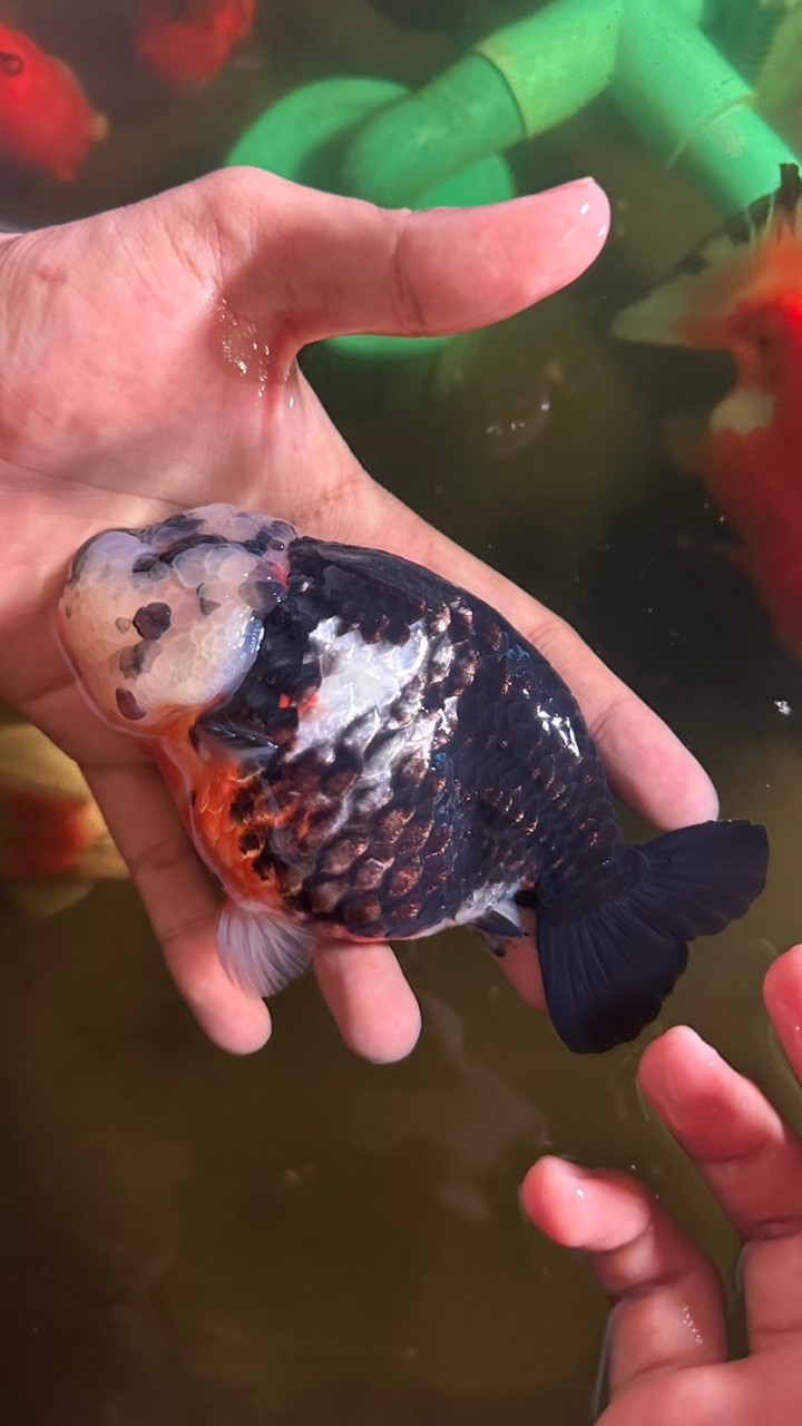 BS GOLDFISH FARMS