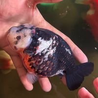 BS GOLDFISH FARMS