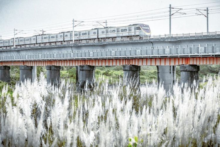 屏東潮州大橋芒草季