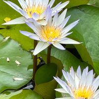 立農114學年度605