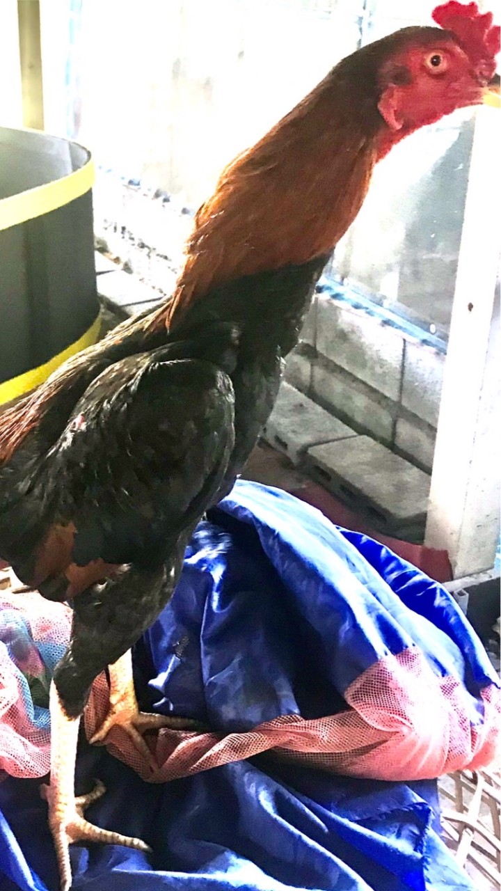 กลุ่มคนรักไก่ชน  ช.มั่งเมือง