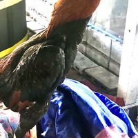 กลุ่มคนรักไก่ชน  ช.มั่งเมือง