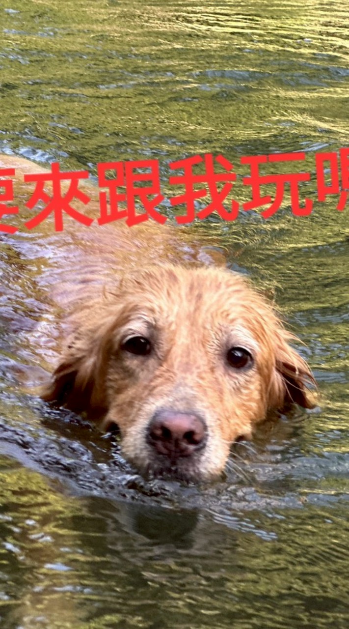 聊K金毛