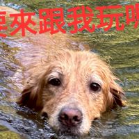 聊K金毛