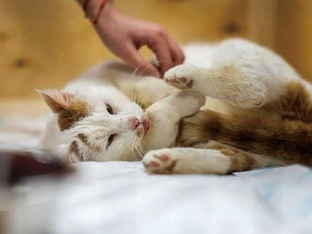 異物を食べてしまった 知っておきたい誤飲 誤食の症状 ねこのきもちnews