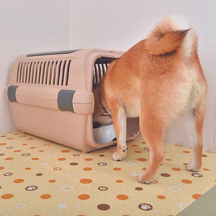 子犬に必要なしつけの最初の一歩は クレートトレーニング いぬのきもちnews