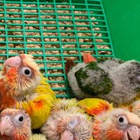 小太陽鸚鵡遊樂趣（各類鸚鵡買賣交流、飼養討論、鳥寶分享）