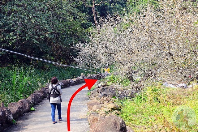 台中新社梅花秘境