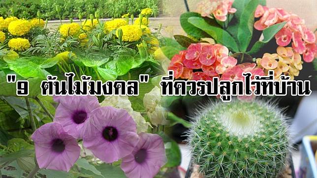 9 ต้นไม้มงคล