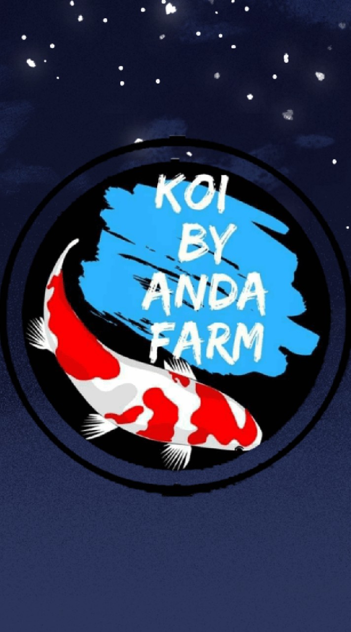 ANDA KOI💛 AUCTION & OPEN SALE