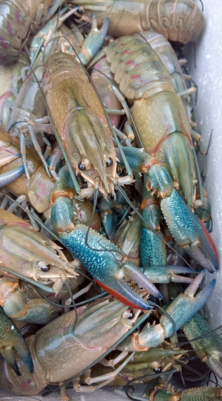 กุ้งก้ามแดง 2026