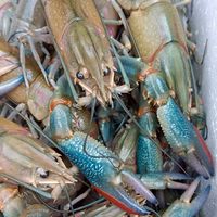 กุ้งก้ามแดง 2026