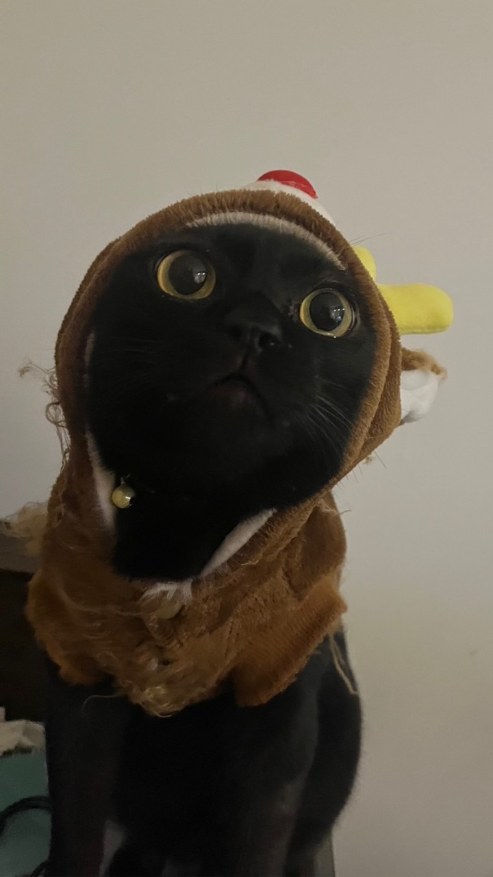 嚕嚕動物園