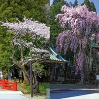 仙台休日慢旅　青葉區必訪3景