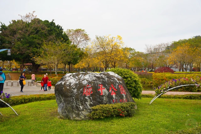 2023廍子公園黃花風鈴木花況,台中最美的黃金公園,廍子公園黃花風鈴木,廍子公園黃花風鈴木花況