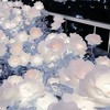 BSDわんかぷ‼️