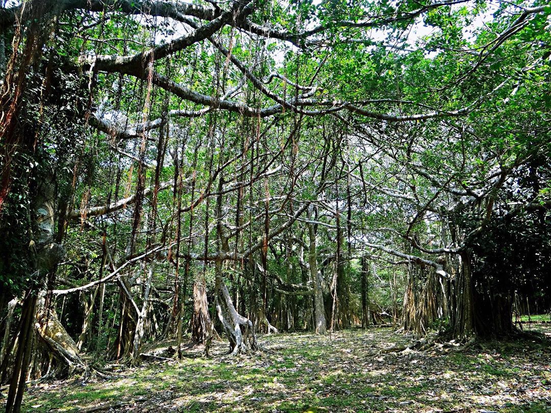 屏東「拾美步道群」介紹｜屏東10條森林秘境登山步道介紹看這篇
