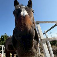 乗馬してる人、馬が好きな人かもん‼️
