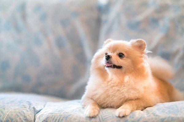 愛犬の死後 飼い主さんに起こった 不思議な出来事 いぬのきもちnews