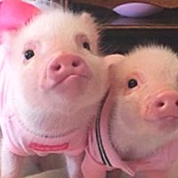 สายรหัสหมูจิ๋วรุ่น1