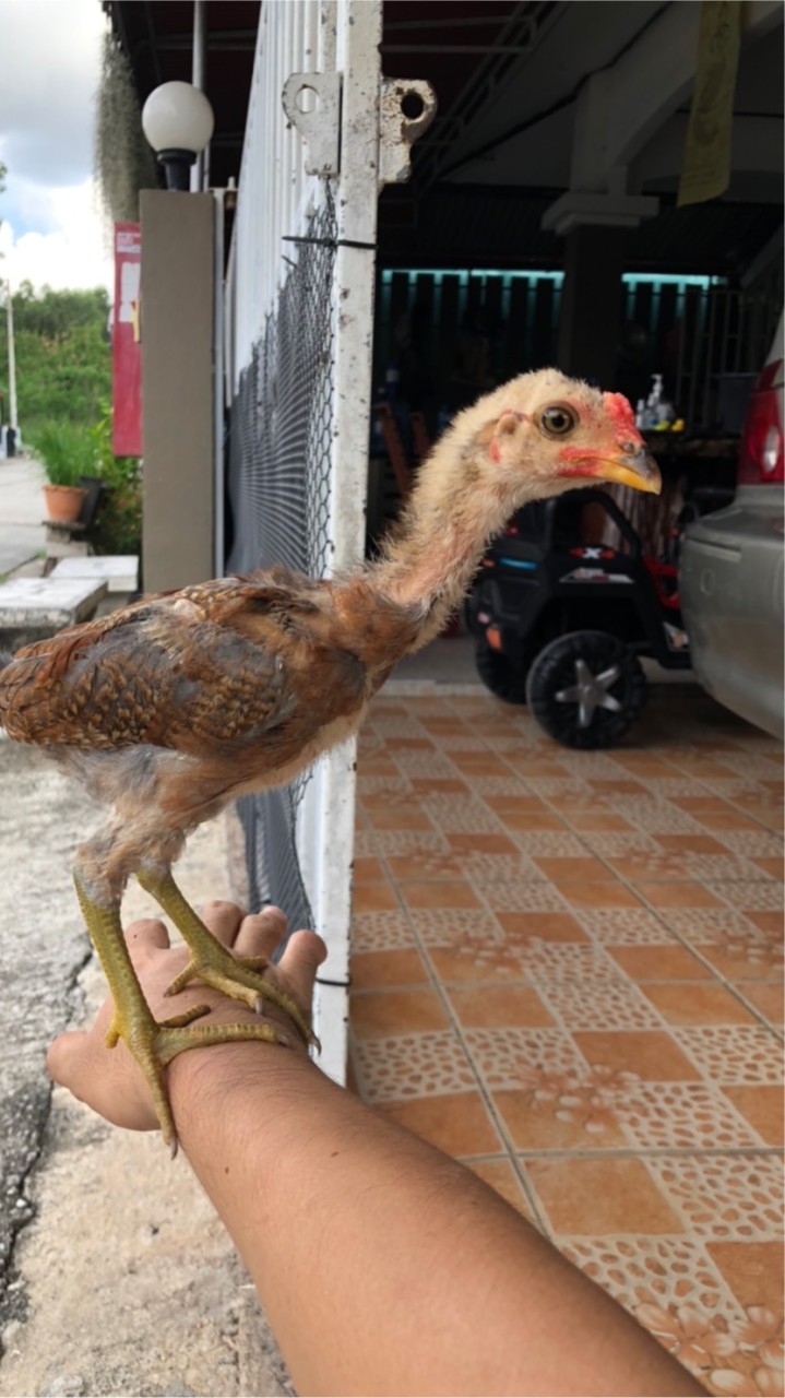 ซื้อขายไก่ชน ระยอง