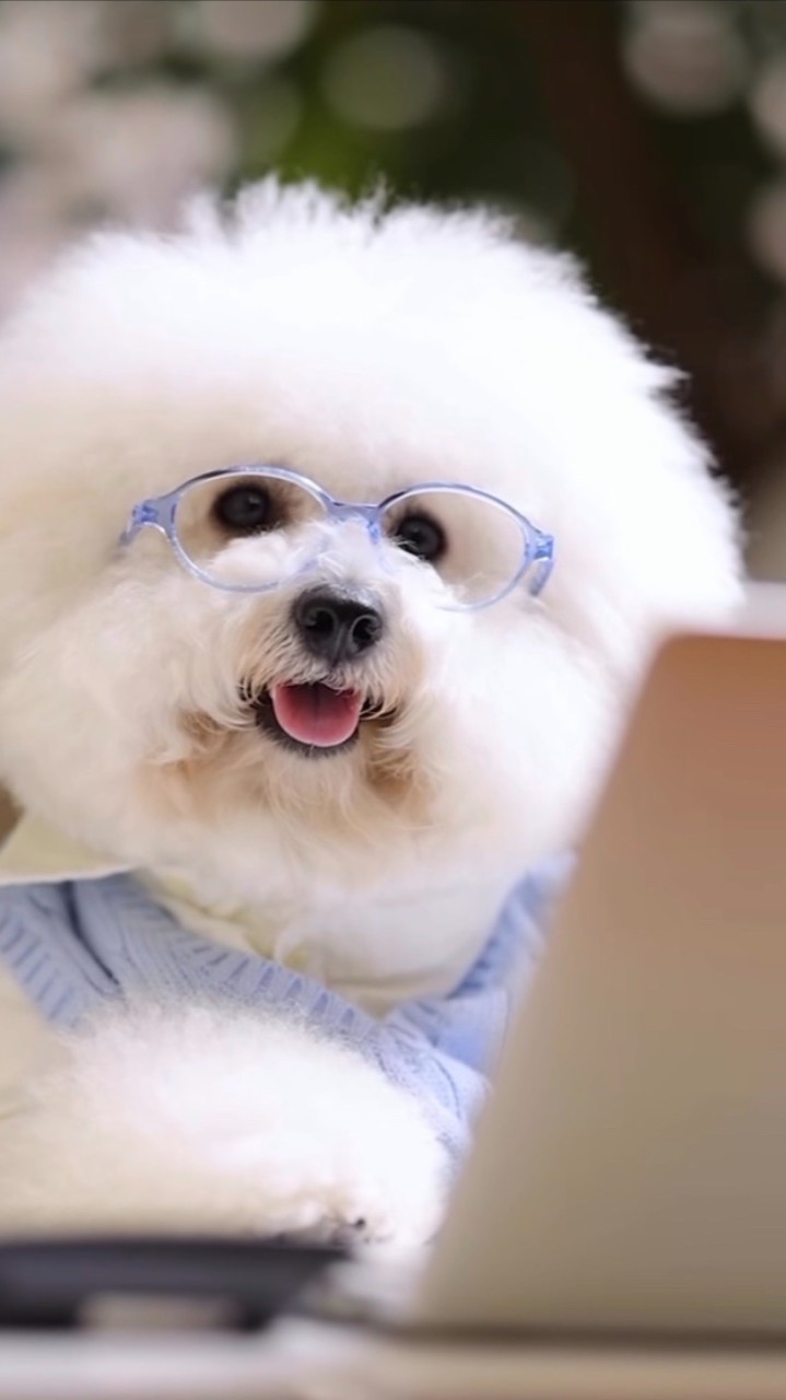 🐶QQ棉花糖《🐶比熊嚴選🐶》幼犬買賣、飼養諮詢