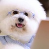 🐶QQ棉花糖《🐶比熊嚴選🐶》幼犬買賣、飼養諮詢
