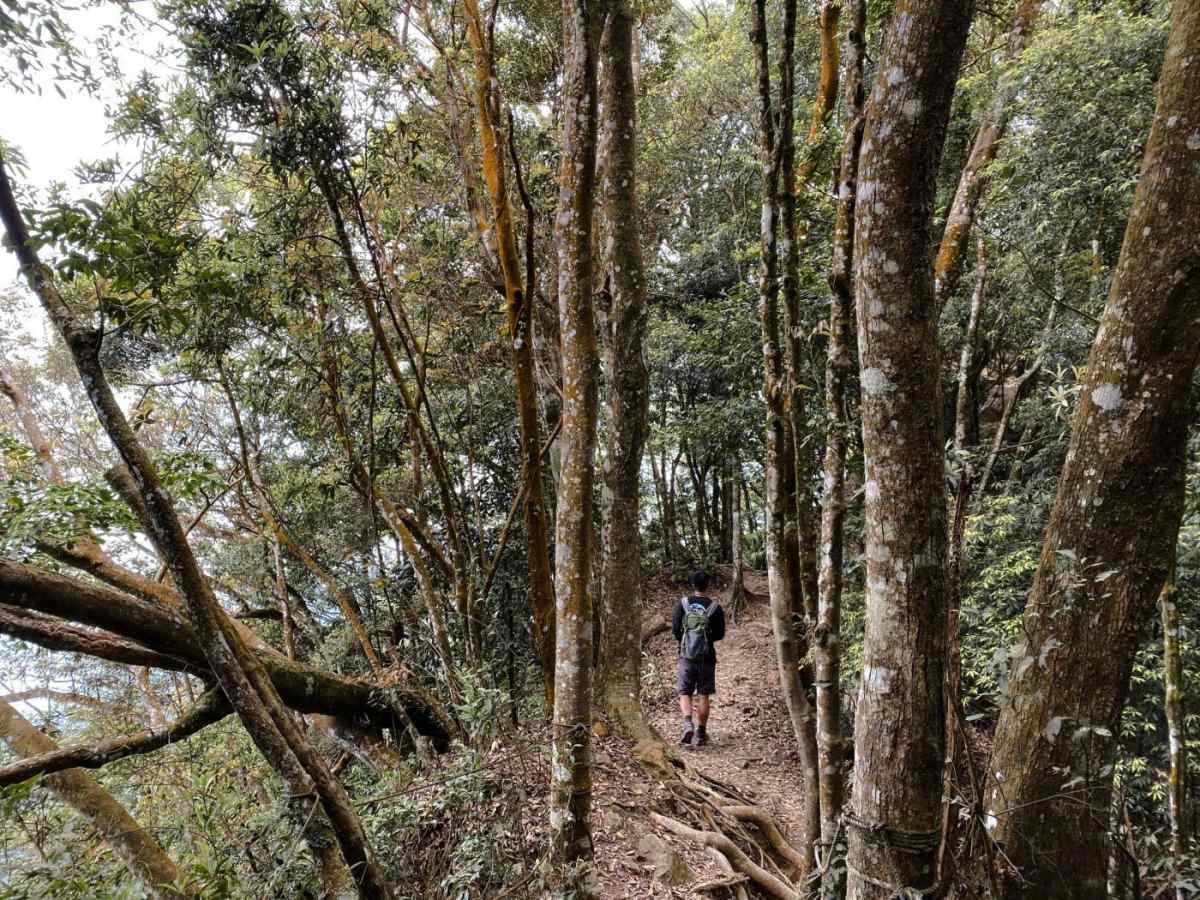 避暑祕境快收藏！苗栗６條免門票「私房步道」：羽量級小百岳、美國大峽谷