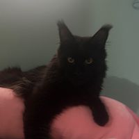 雙北貓咪飼料湊單專用