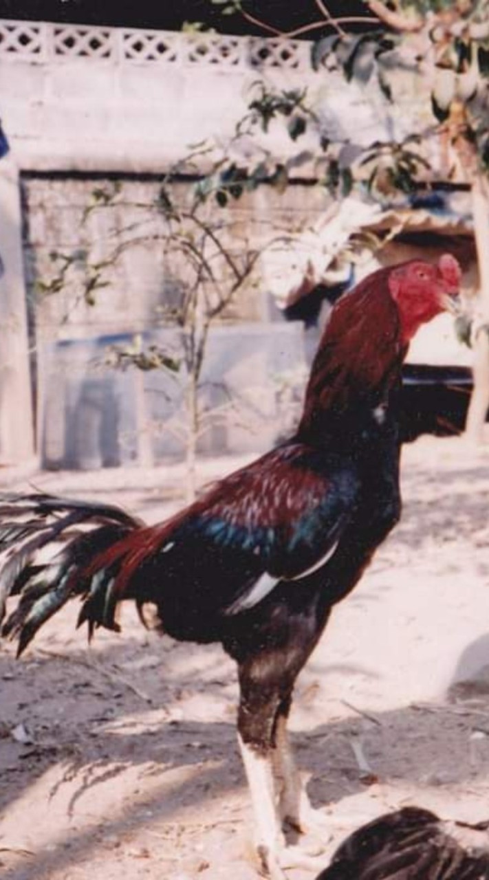 ตลาดซื้อขายไก่ชน​ไทย