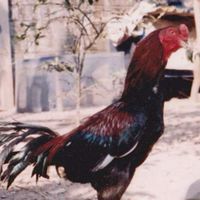 ตลาดซื้อขายไก่ชน​ไทย